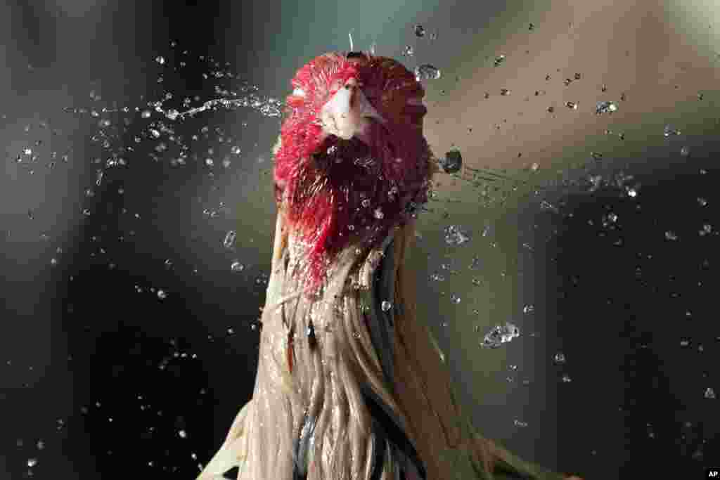 A fighting cock shakes off water from his head after his owner gave him a bath to cool him down during a hot morning in Quezon city, Philippines. The weather bureau said the country will continue to experience very hot days due to the El Nino phenomenon with some schools shifting to online learning modes to avoid the sweltering summer heat.