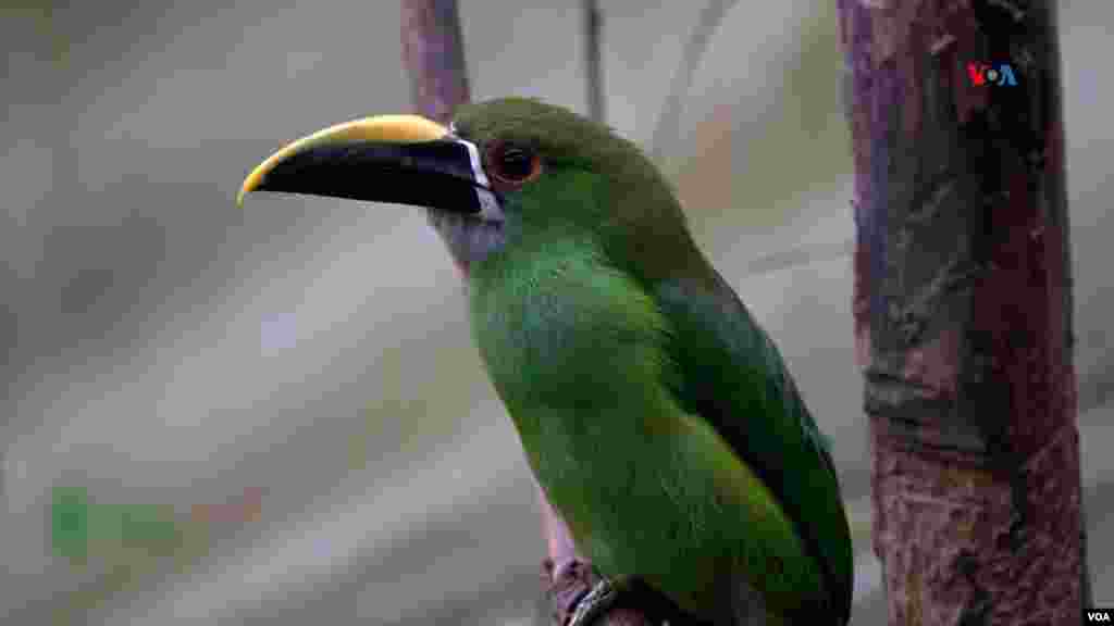 Un tucán esmeralda, llegó al lugar luego de que la policía animal colombiana lo recuperara en un operativo contra el tráfico animal, y está en un proceso de rehabilitación con la esperanza de que pueda regresar a su hábitat natural. 