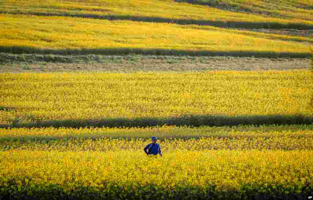 A man runs between rape fields in the outskirts of Frankfurt, Germany.