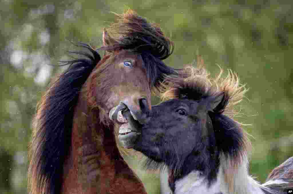 Icelandic horses play at a stud farm in Wehrheim near Frankfurt, Germany.