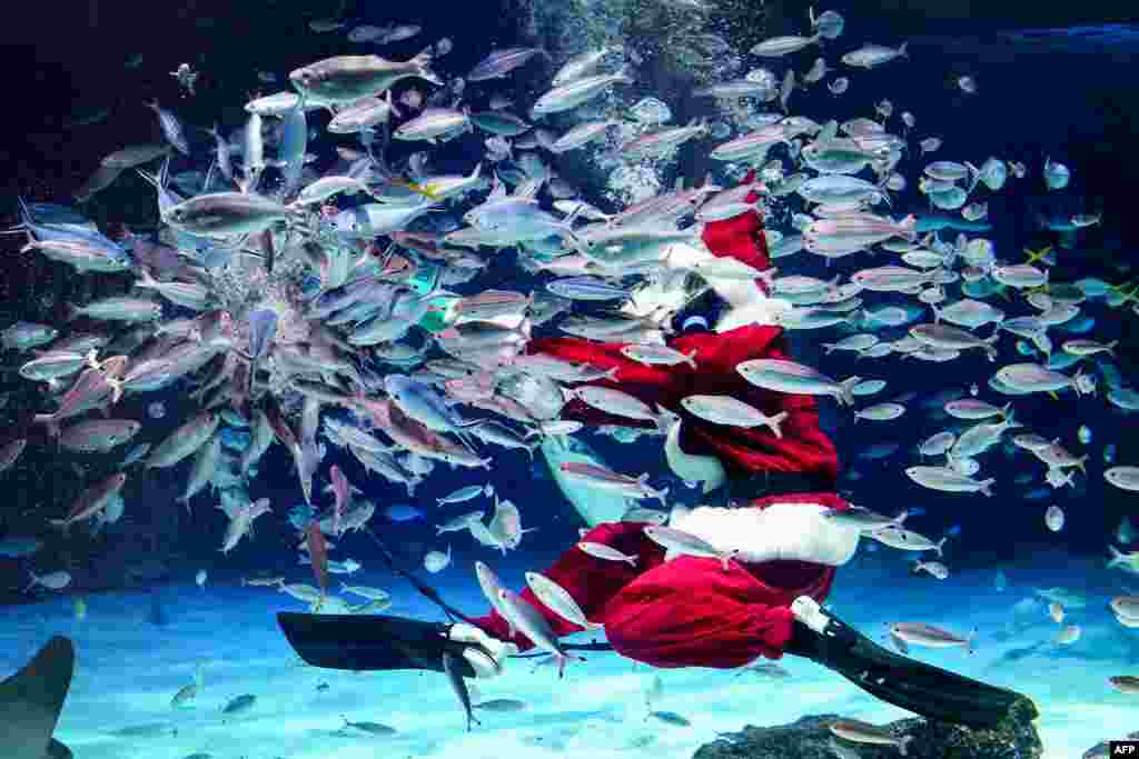 A diver dressed in a Santa Claus costume feeds the fish at Sunshine Aquarium during preparations for the upcoming Christmas special event in Tokyo, Japan.