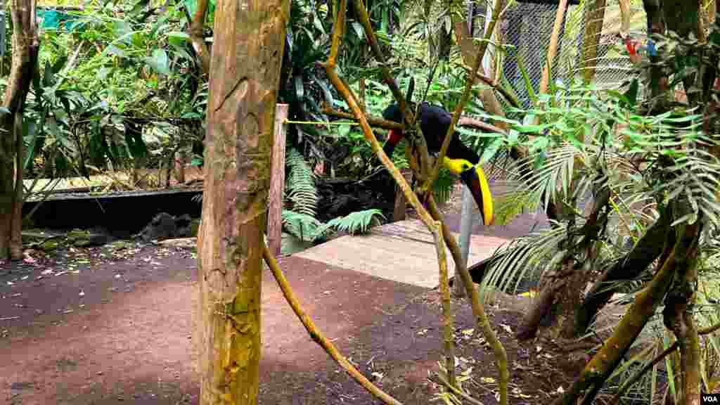 Un Tucán de garganta amarilla que va desde Honduras hasta el norte de Sudamérica, incluyendo Colombia, Ecuador y Perú. Fue rescatado como mascota exótica. El grupo de zootecnistas trabaja en terapias para que vuelva a adoptar comportamientos propios de sus especies. 