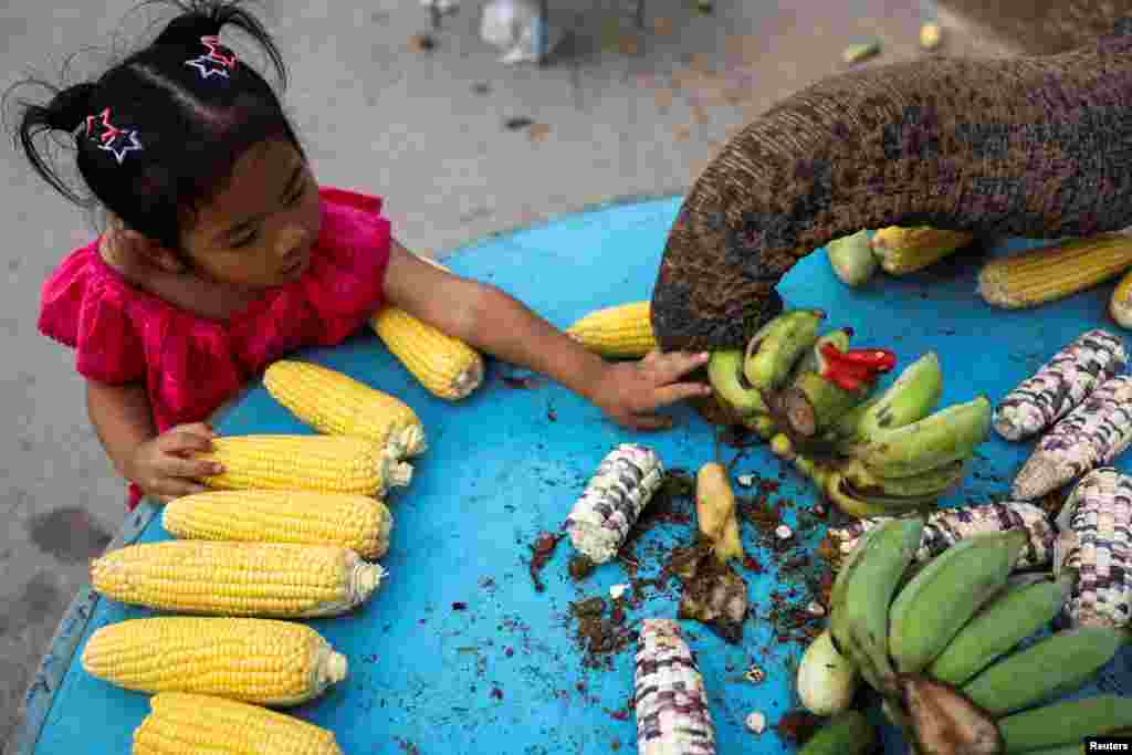 A girl feeds an elephant during Thailand's National Elephant Day celebration in the ancient city of Ayutthaya.