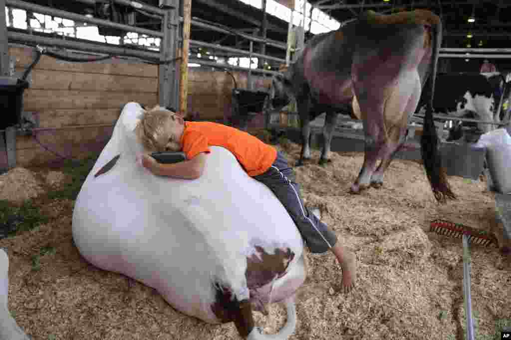Five-year-old Jack Sawyer lays on the back of a cow in the cattle barn at the Iowa State Fair in Des Moines, Iowa, Aug. 9, 2023.