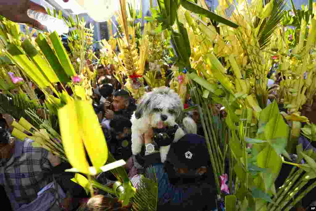 A dog is carried by its owner as devotees have their palm fronds blessed with holy water at the Antipolo Cathedral in Antipolo, Philippines.