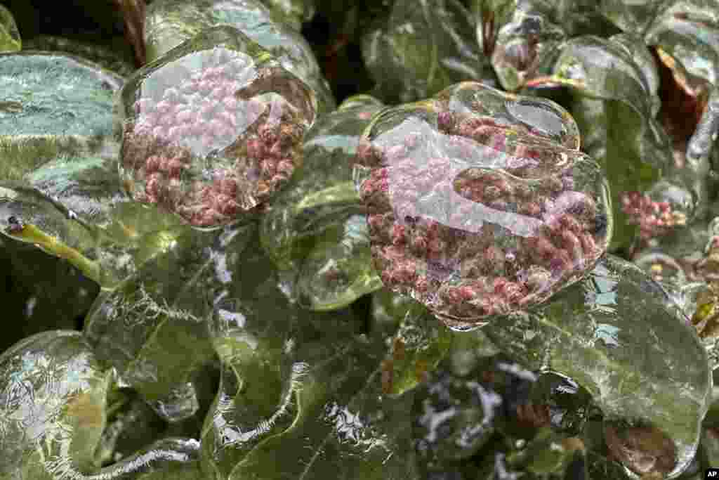 Ice covers flowers, Jan. 17, 2024, in Lake Oswego, Oregon. An ice storm threatened to topple towering trees onto power lines and turned mountain highways treacherous in the Pacific Northwest, where residents were urged to avoid travel.