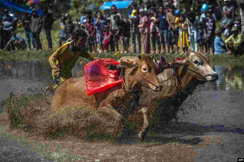 A man takes part in a traditional bull racing event, locally called "Karapan Sapi Brujul" in Probolinggo, Indonesia.
