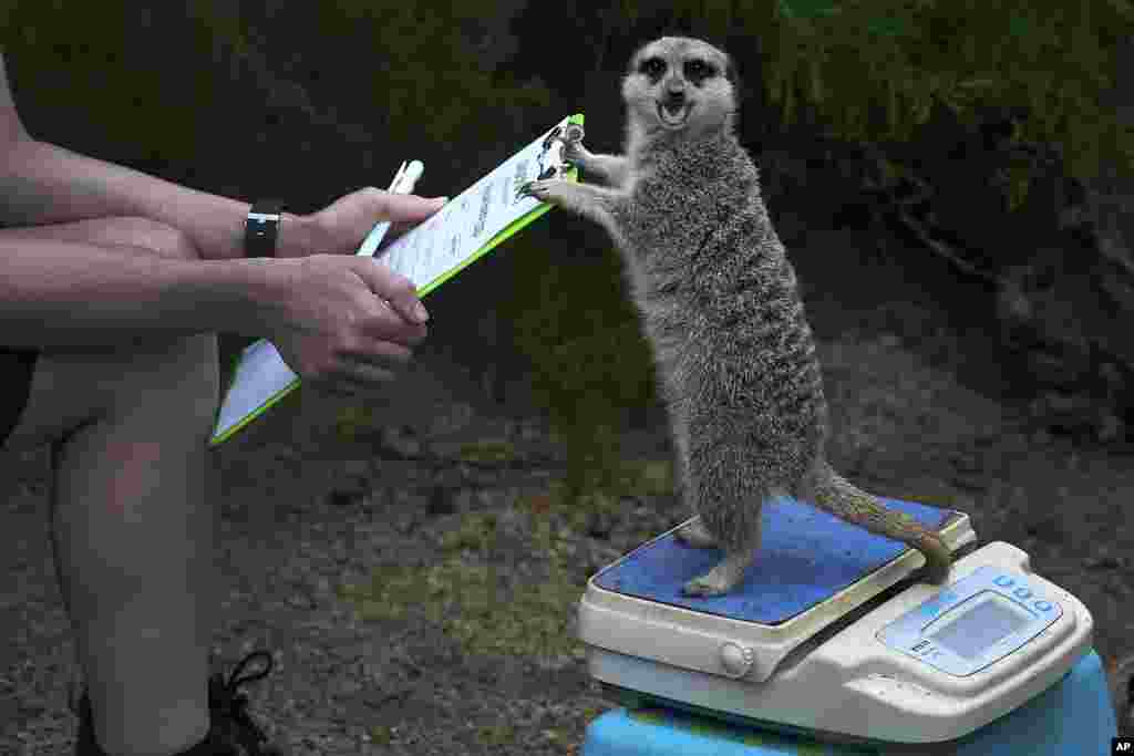 Frank the Meerkat is weighed during London Zoo's Annual Weigh In, in London, on Aug. 24, 2023.