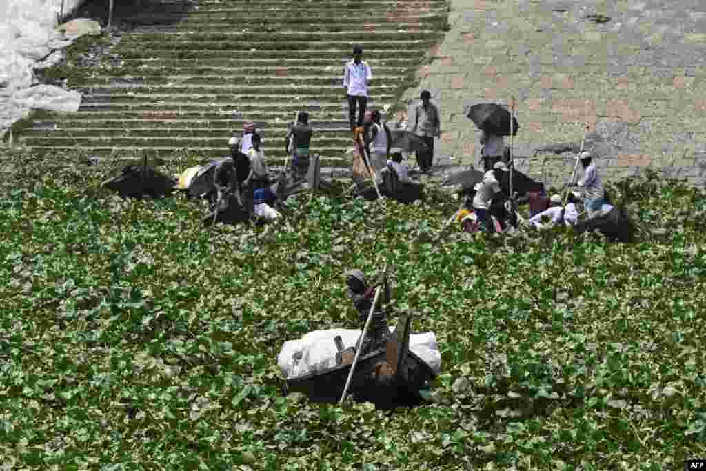 Boatmen steer their boats amid water hyacinth in the Buriganga River in Dhaka, Bangladesh.