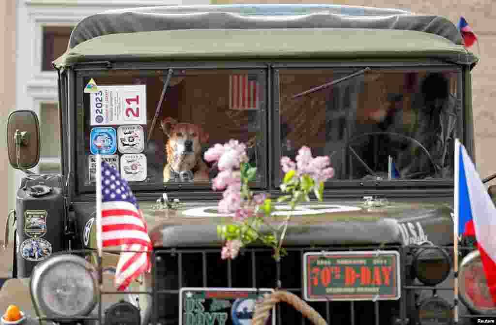 A dog is seen inside of a vintage military vehicle before the traditional Convoy of Liberty commemorating the 78th anniversary of liberation of the western part of the country from Nazi rule by the U.S. Army, in Prague, Czech Republic.