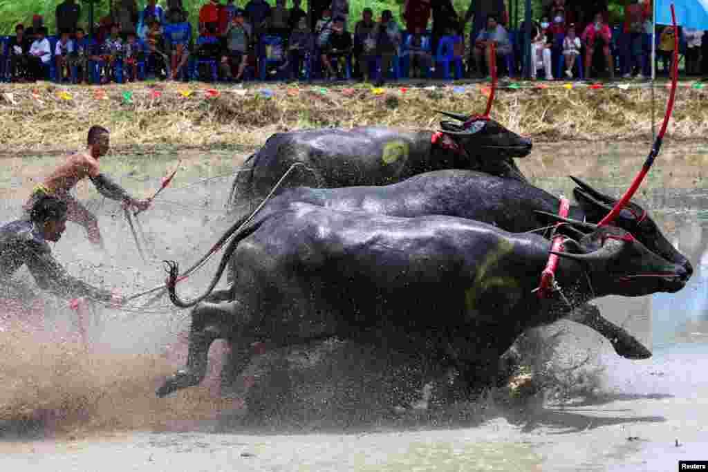 Jockeys compete in Chonburi's annual buffalo race festival, Chonburi province, Thailand.