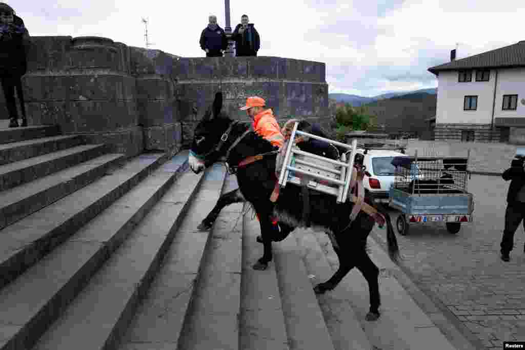 Perico the donkey, with Flay the dog and Fifi the cat on its back, climbs the steps of the Sanctuary of Saint Anthony the Abbot and Saint Anthony of Padua to receive a blessing in the Basque mountain port of Urkiola, Spain.