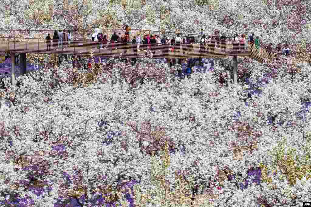People walk among blossoming pear flowers in Suqian, in China's eastern Jiangsu province.