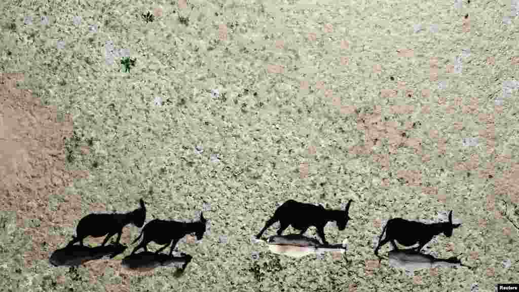 A drone view shows donkeys moving on the dried Cogoti reservoir, as water levels in the zone dropped to record lows, ahead of World Water Day at La Ligua area, in Coquimbo, Chile.