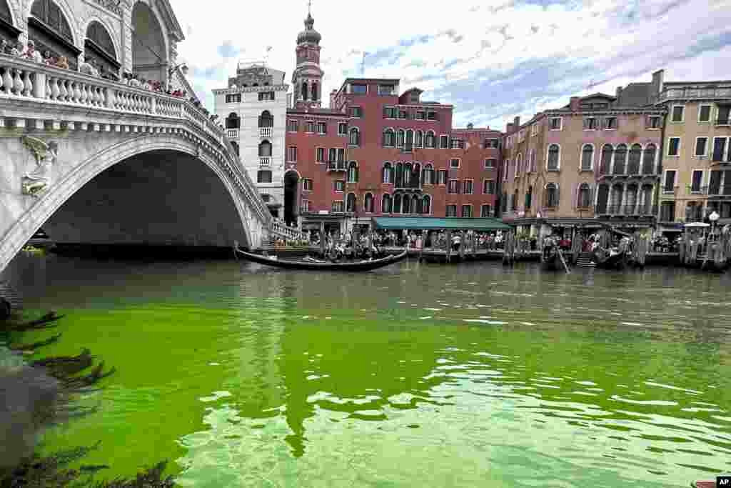Gondolas navigate by the Rialto Bridge on Venice's historical Grand Canal, Italy, as a patch of phosphorescent green liquid spreads in it, May 28, 2023.
