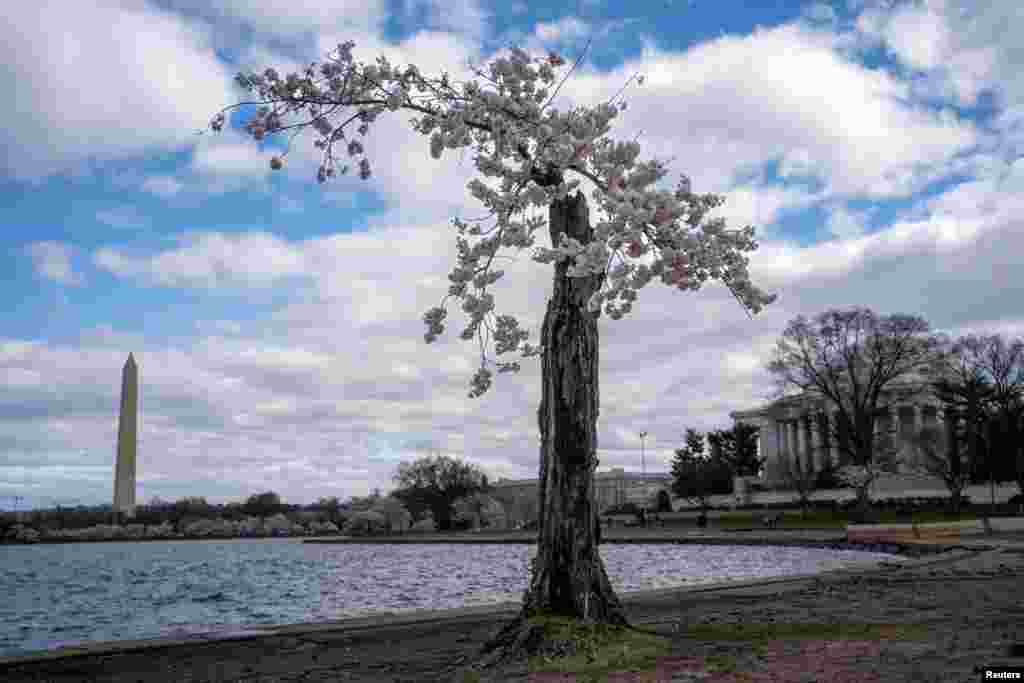 The cherry blossom tree nicknamed Stumpy stands at the Tidal Basin in Washington, March 19, 2024. The National Park Service announced it will begin to cut down over 140 cherry blossom trees, including Stumpy, in preparation for construction to fix the sea wall surrounding the basin. 