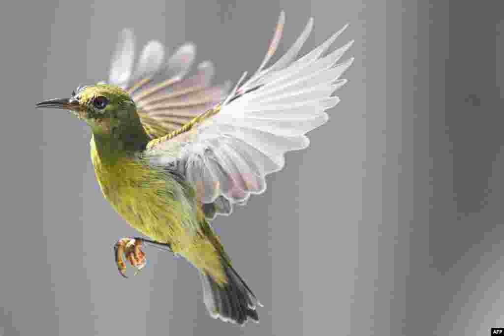 A lesser green leafbird flies over a tree in Karak, in Malaysia's Pahang state.