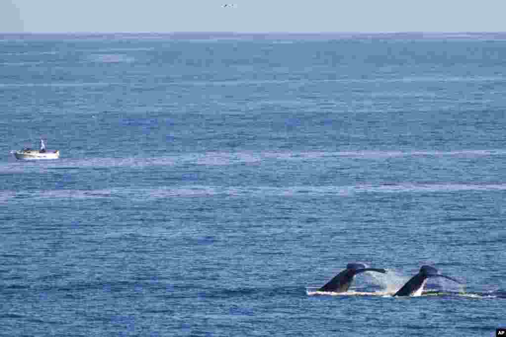 Whales swim past a boat at Boat Harbour north of Sydney, Australia. More than 40,000 whales make their way along the NSW coast on their northern migration, known as the Humpback Highway, from May to November each year. 
