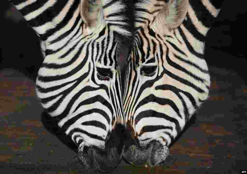 Two zebras stands head to head during the annual stocktake at ZSL London Zoo in central London, Jan. 3, 2024.