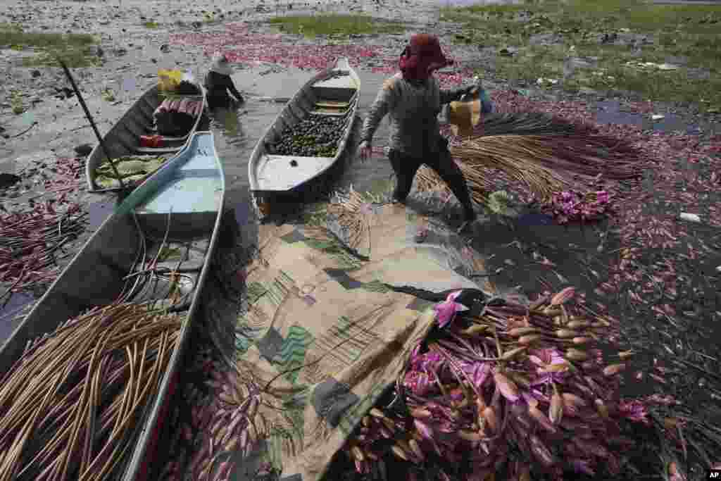 Cambodian farmers collect water lilies from Angkep lake in Kampong Speu province, southwest of Phnom Penh, Cambodia.