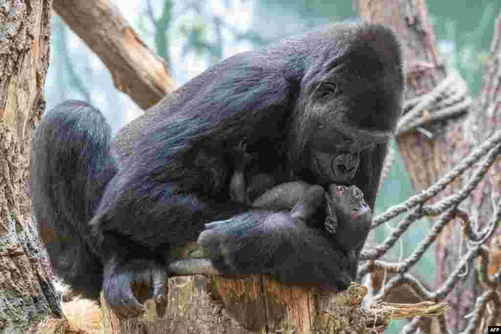 Duni, a western lowland gorilla, holds her 16-day new born at the Zoo in Prague, Czech Republic.