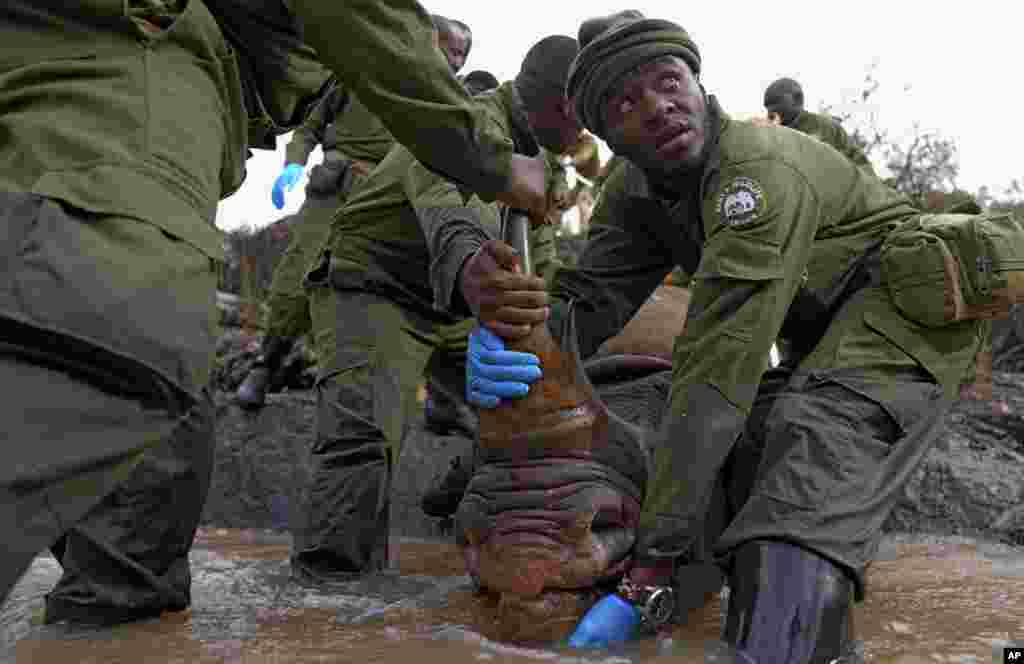 Kenya Wildlife Service rangers and capture team pull out a sedated black rhino from the water in Nairobi National Park. Kenya has embarked on its biggest rhino relocation project ever and began the difficult work of tracking, darting and moving 21 of the critically endangered beasts.