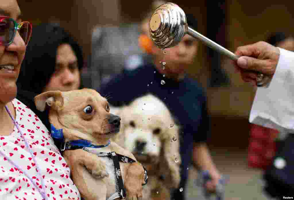 A woman holds her dog to be blessed by a priest at the Cathedral San Bernardino de Siena during the ceremony commemorating the Feast of San Antonio Abad, the patron saint of domestic animals, in Xochimilco on the outskirts of Mexico City, Jan. 17, 2024.