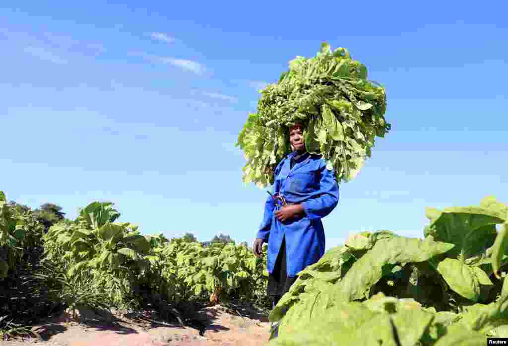A woman harvests tobacco from the fields of Little Knots farm, in Norton, Zimbabwe.
