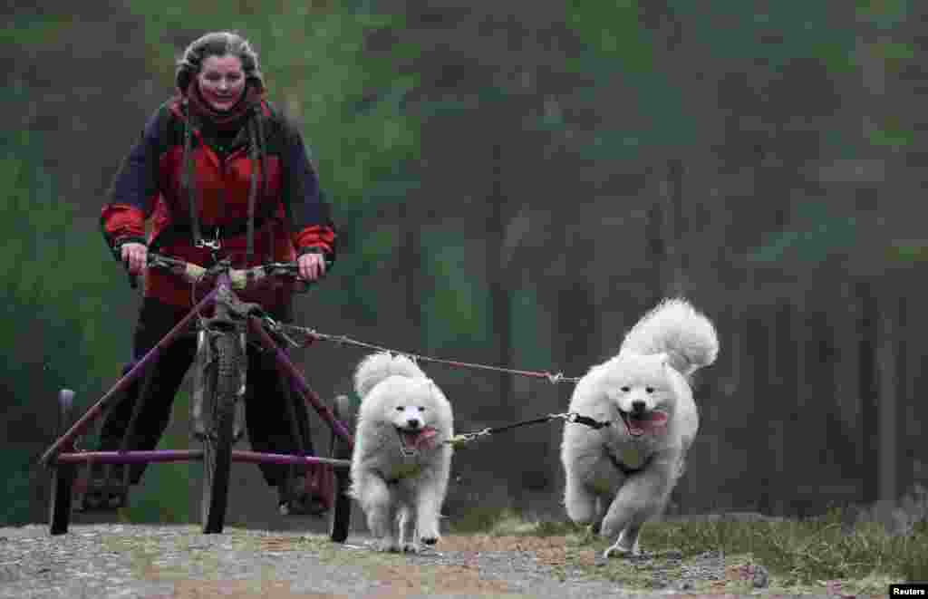 Sled dogs pull their rig on a training run before this weekend’s annual sled dog rally in Aviemore, Scotland, Britain.