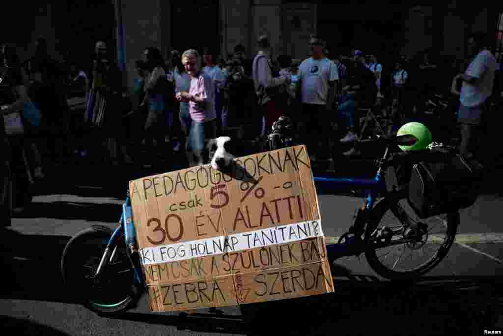 A dog holds a sign during a demonstration against the Hungarian government's Status Law, which may increase teachers' workloads and restrict their independence in Budapest, Hungary. The placard reads: "Only 5% of teachers are under 30. Who will be teaching tomorrow?"