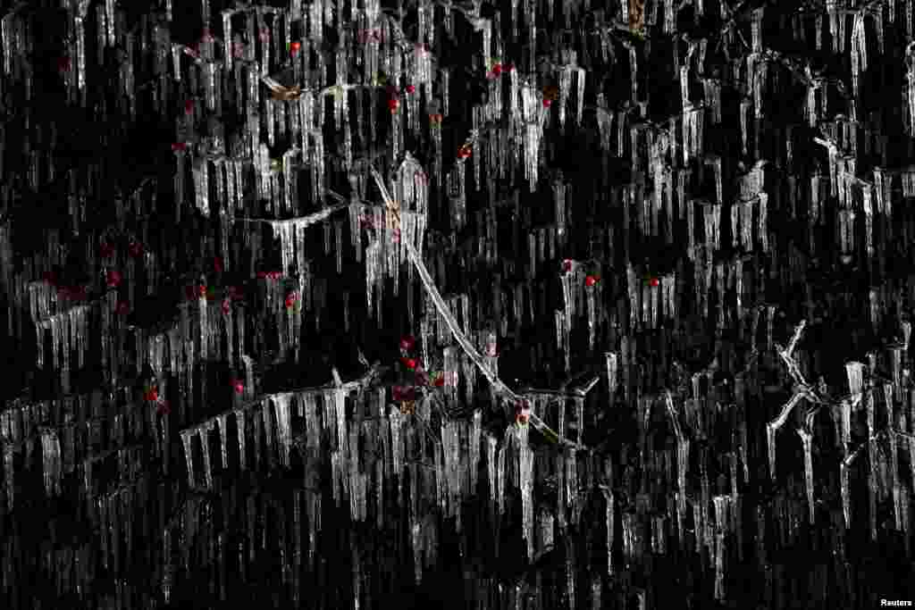 Icicles are seen on a hawthorn bush as the cold weather continues in Team Valley, Gateshaed, Britain.