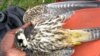 African Migratory Birds Threatened by Hot, Dry Weather 