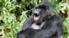 Study: Evolutionary Changes in Voice Box May Have Led to Human Speech