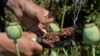 Seorang petani memanen getah opium di ladang opium di Distrik Darra-i-Nur, Proivinsi Nangarhar, Afghanistan, pada 10 Mei 2020. (Foto: AFP/Noorullah Shirzada)
