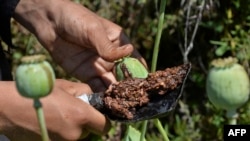 Seorang petani memanen getah opium di ladang opium di Distrik Darra-i-Nur, Proivinsi Nangarhar, Afghanistan, pada 10 Mei 2020. (Foto: AFP/Noorullah Shirzada)