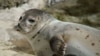 Seals