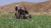 Taliban Lancarkan Kampanye Pemusnahan Opium