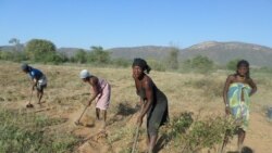 UNITA condena partidarização da agricultura no Namibe - 2:37