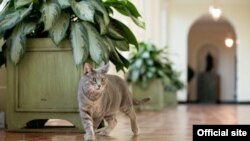 Willow, la gata adoptada por el presidente Joe Biden y su esposa la primera dama, Jill Biden, a la Casa Blanca en Washington DC, en enero de 2022.
