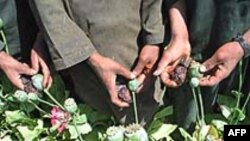 'Có tiến bộ trong cuộc chiến chống thuốc phiện ở Afghanistan'