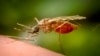 Texas y Florida registran cinco casos de malaria de transmisión local
