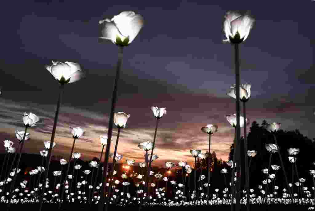 Mawar-mawar putih yang terbuat dari rangkaian lampu LED dinyalakan pada saat matahari terbenam yang dipasang di Malaysia Agro Exposition Park di Serdang di luar Kuala Lumpur. Mawar-mawar adalah bagian dari instalasi, “Sensasi Cahaya,” yang ditujukan untuk mempromosikan kesatuan dan perayaan Hari Kemerdekaan Malaysia.