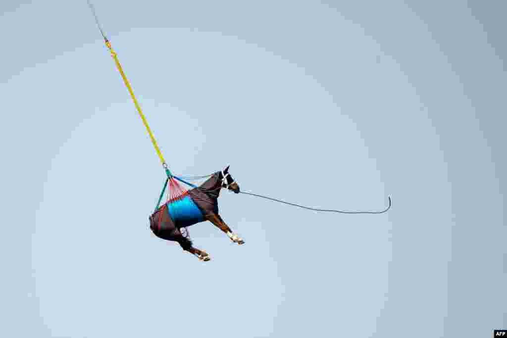 A horse is airlifted during a test by Swiss army forces on hoisting horses with a helicopter, in Saignelegier, Switzerland.