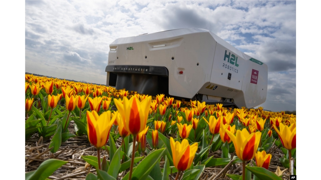 Theo works weekdays, weekends and nights and never complains about a sore spine checking Dutch tulip fields for sick flowers in Noordwijkerhout, Netherlands, Tuesday, March 19, 2024. (AP Photo/Peter Dejong)