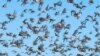  Betroka Region, Southern Madagascar - A dense swarm of locusts as seen during spraying operations, May 29, 2011. ©FAO/Yasuyoshi Chiba