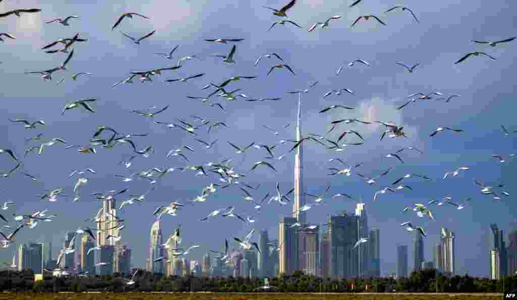 Seagulls fly with the Dubai skyline, including the world's tallest skyscraper Burj Khalifa, seen in the background.
