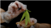 Seorang koki menyiapkan sandwich dengan daun ganja di sebuah restoran di Thailand (foto: ilustrasi). 