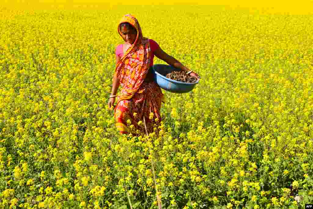 A woman walks through a mustard field in Murkata village in Morigaon district, some 45km from Guwahati, the capital city of India's northeastern state of Assam.