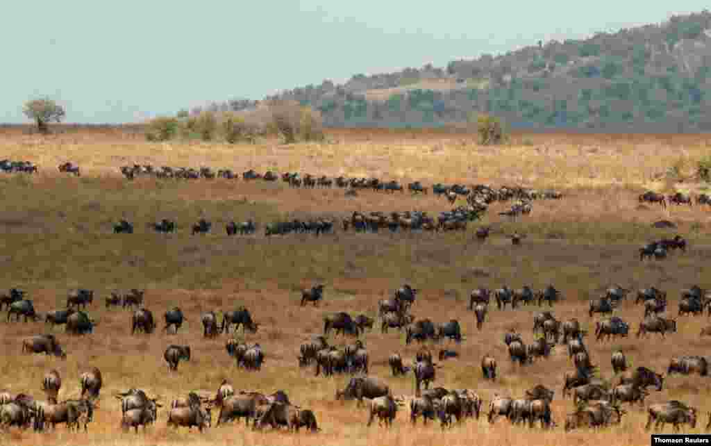 케냐 마사이마라(Maasai Mara) 들판에서 영양 무리가 이동하고 있다.
