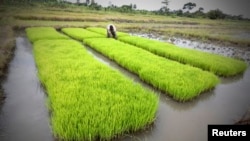 Cánh đồng lúa ở Nanan, Ivory Coast, 27/9/14